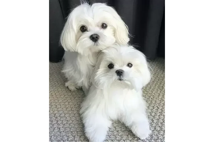 $250 : Maltipoo Maltese puppies image 2