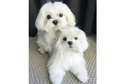 $250 : Maltipoo Maltese puppies thumbnail