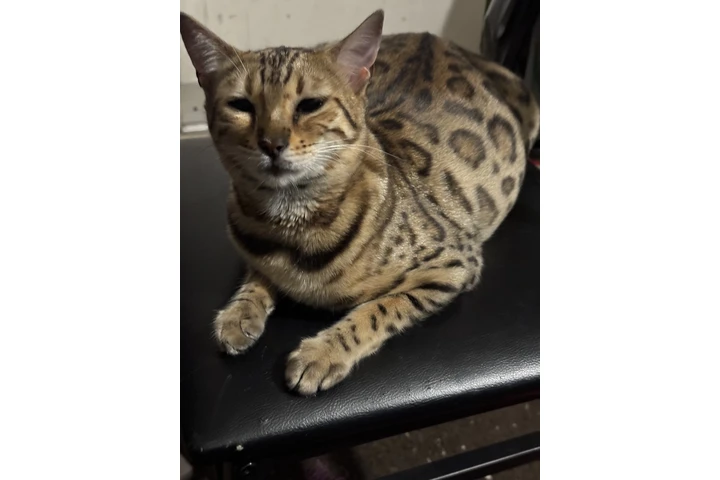 $1000 : Gatitos Bengal image 1