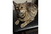 Gatitos Bengal en Los Angeles