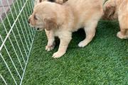 Golden Retriever thumbnail