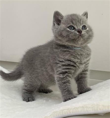 $300 : British Shorthair en venta image 2