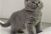 $300 : British Shorthair en venta thumbnail