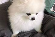 $600 : Pomeranian puppy for sale thumbnail