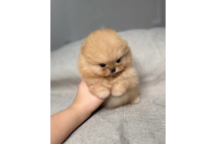$350 : Pomerania taza de té image 5