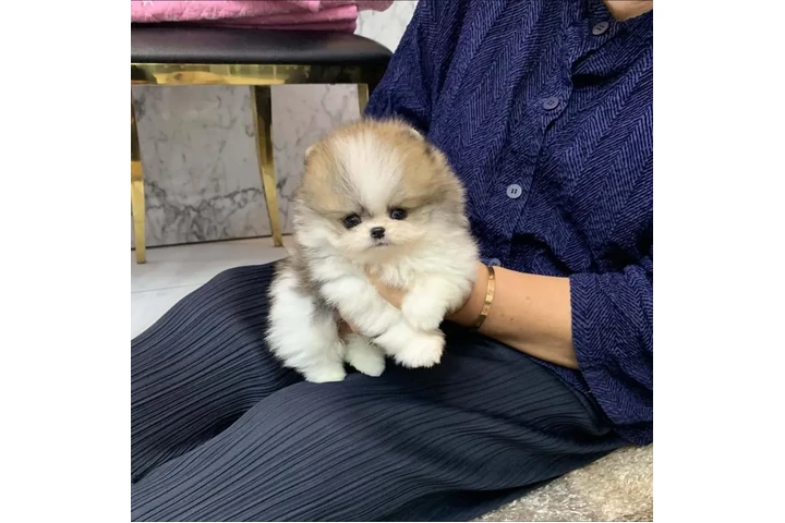 Pomerania en venta image 1