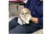 Pomerania en venta en Los Angeles