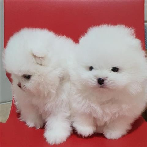 $500 : lindos cachorros de pomerania image 1