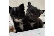 $400 : Adorable chihuahua puppies thumbnail