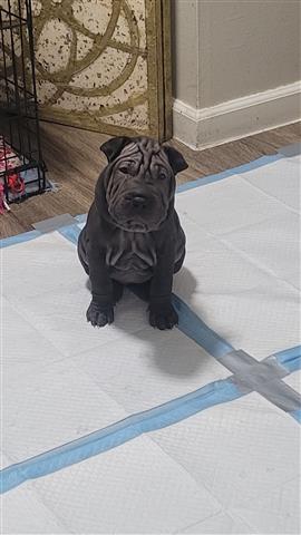 $750 : Shar-pei puppies / sharpei image 1