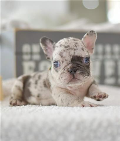 $550 : French bulldogs image 1