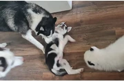 husky , amigables con los niño thumbnail