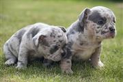 $550 : Cachorros de bulldog francés thumbnail