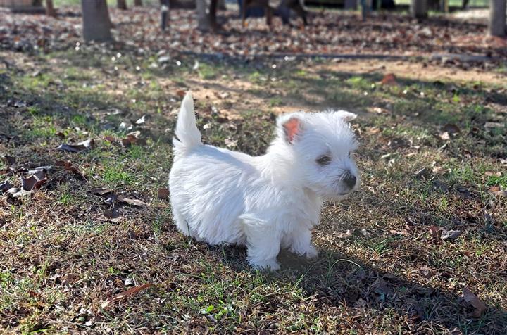 West Highland White Terrier image 2