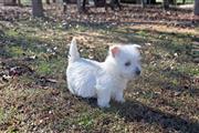 West Highland White Terrier thumbnail