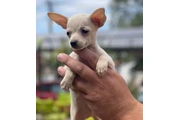 Adorable Chihuahua en Venta en Jersey City