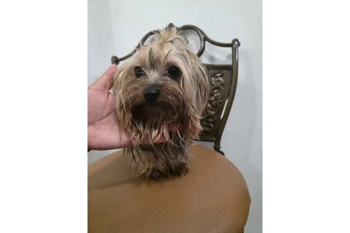 $950 : Yorkie Macho image 2