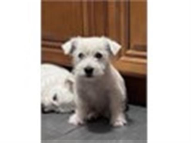 $5000 : Westie - West Highland puppies image 1