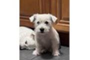 Westie - West Highland puppies