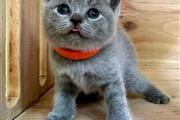 $240 : British Shorthair Disponible thumbnail