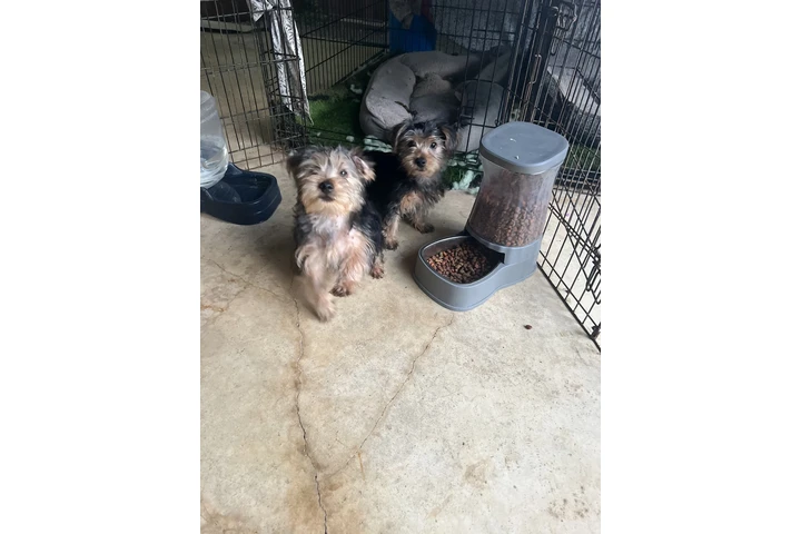 $400 : Yorkies image 4