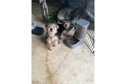 $400 : Yorkies thumbnail