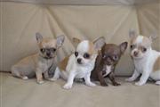 Chihuahua puppies en Chicago