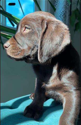 $800 : English Labrador puppies💝💖 image 6