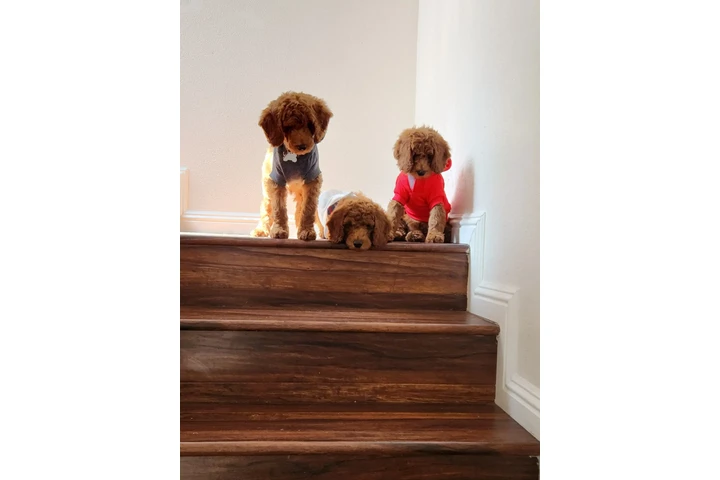 $1 : Labradoodles puppies image 1