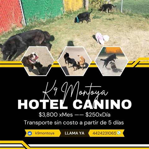 $7000 : Adiestramiento Canino image 1