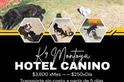 $7000 : Adiestramiento Canino thumbnail