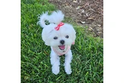 $350 : cachorros malteses thumbnail
