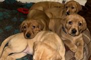 4 Labradores disponibles en Camden