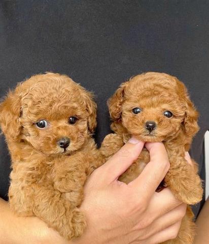 $500 : Hermosos cachorros de caniche image 2