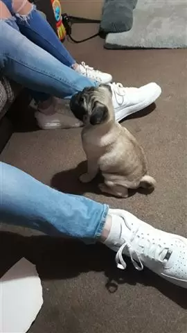$550 : BUY PUG PUPPIES image 1