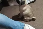 BUY PUG PUPPIES en Columbus