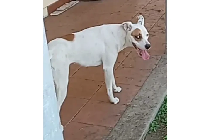 Perrita tipo boxer image 1