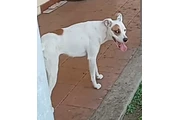 Perrita tipo boxer en Xalapa