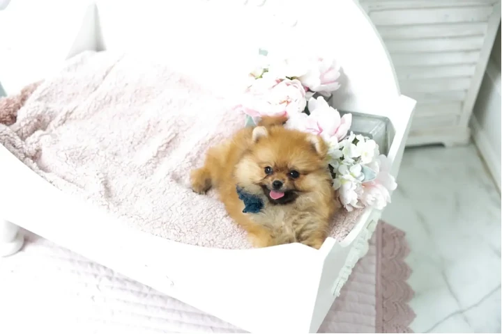 $350 : Micro Pomerania image 3