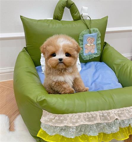 $350 : cachorros Maltipoo image 2