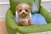 $350 : cachorros Maltipoo thumbnail