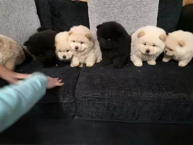 $400 : Well Socialized chow chow Pup image 3
