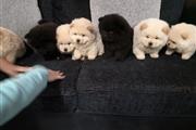 Well Socialized chow chow Pup thumbnail