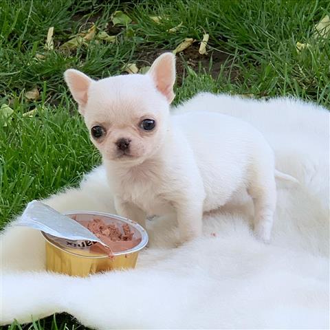 $250 : Chihuahua puppies image 6