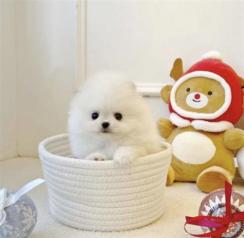 $500 : Teacup Pom Puppies Ready image 2