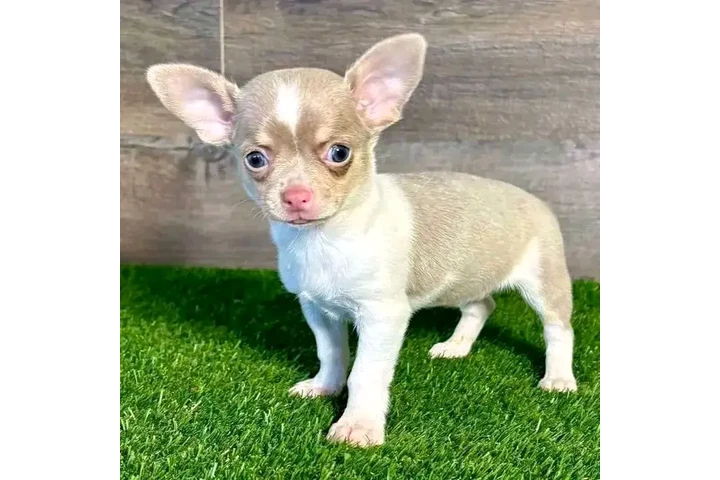 $800 : Chihuahua puppies image 8