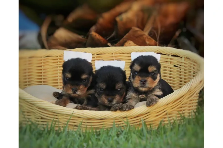 $350 : Yorkshire terrier taza de té image 3