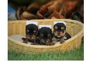 $350 : Yorkshire terrier taza de té thumbnail