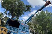 Mayan garden tree services en Miami