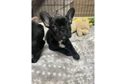 $500 : Cachorros Bulldog Francés thumbnail